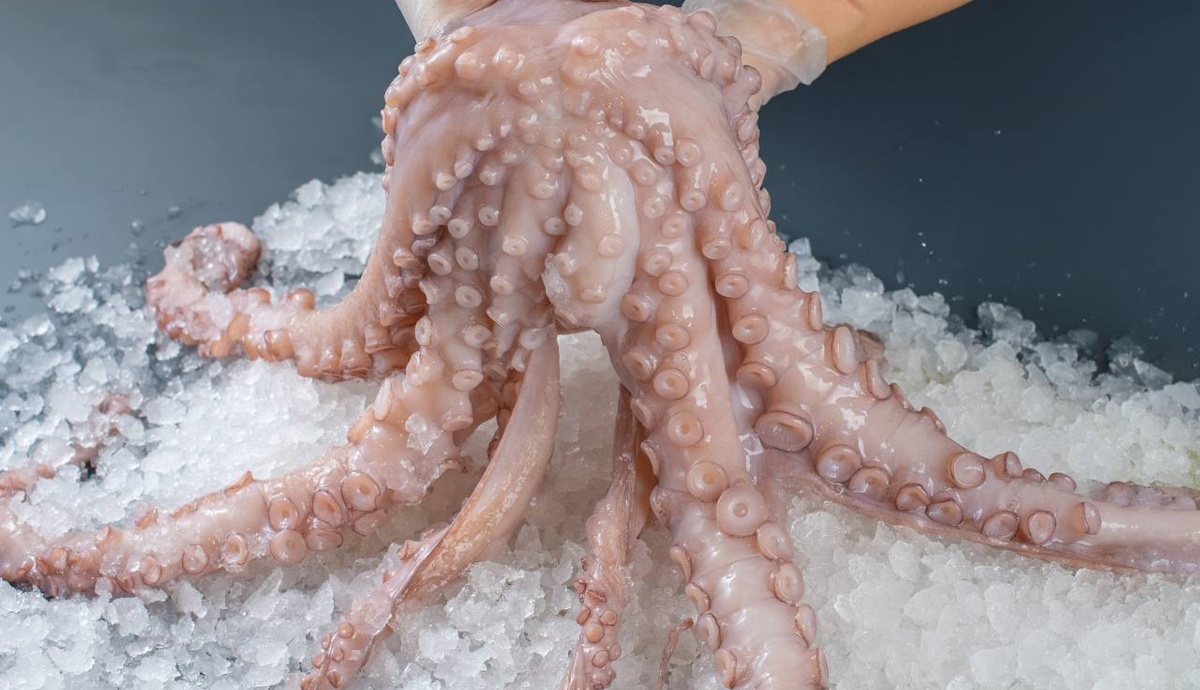 Octopus, freshly frozen - Old Fisherman