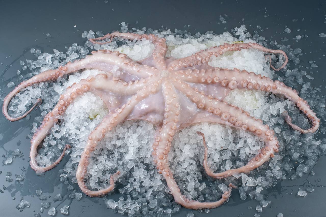 Octopus, freshly frozen - Old Fisherman